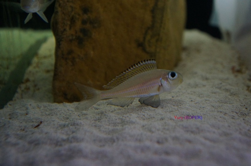 Xenotilapia nasus 'Chituta Bay'